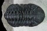 Nice, Austerops Trilobite - Visible Eye Facets #165914-2
